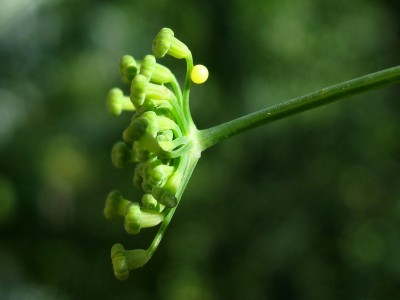 Swallowtail egg 1 - Lancing, Sussex, 7-July-2023