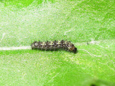 Painted Lady larva 2nd instar (preparing to moult) - Crawley, Sussex 15-Aug-2019