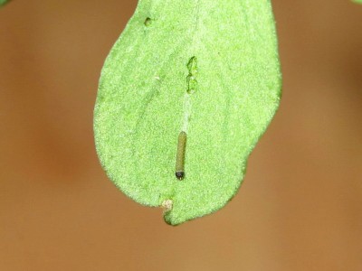 Clouded Yellow larva 1st instar (8 hours old) - Lancing, Sussex 15-Sept-2020