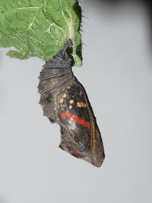 Red Admiral pupa - Crawley, Sussex 23-Apr-2017