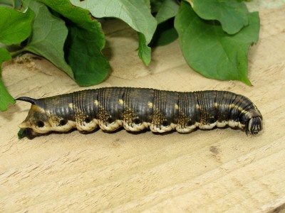 Convolvulus Hawk-moth larva - Lancing, Sussex 12-Oct-2022