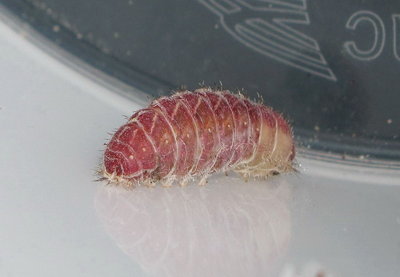 L3 (a few minutes before pupation) 11-June-11