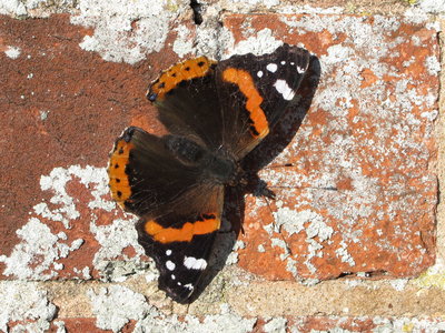 Red Admiral female (V1) - Crawley, Sussex 19-Nov-2017