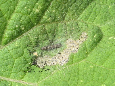 Painted Lady larval shelter (2nd instar) on Burdock - Lancing, Sussex 1-Sept-2019