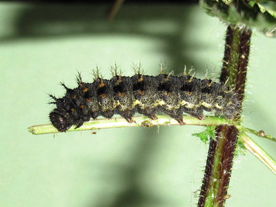 Red Admiral 6th instar larva - Crawley, Sussex 1-Apr-2017