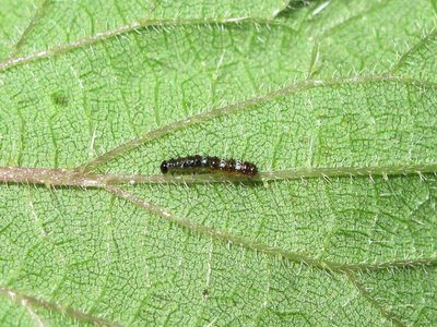 Comma larva (late 1st instar) - Caterham, Surrey 13-August-2012
