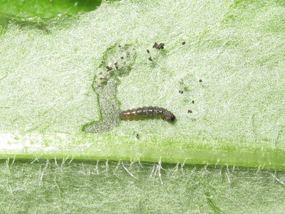 Painted Lady larva (1st instar feeding) - Lancing, Sussex 18-July-2019