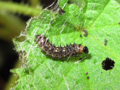 Painted Lady larva 3rd instar (pre-moult) - Crawley, Sussex 14-April-2018