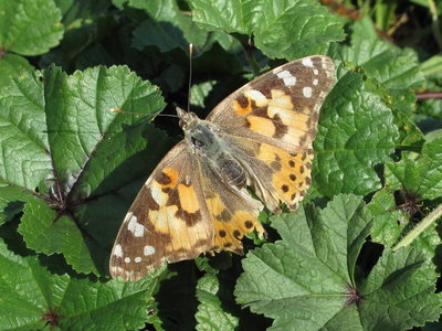 Painted Lady migrant (egg laying) - Lancing, Sussex 8-Sept-2019
