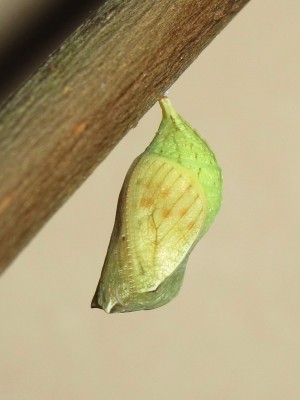 Speckled Wood pupa (29 hours before emergence) - Crawley, Sussex 28-July-2014