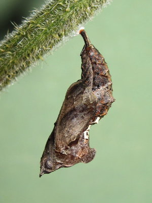 Comma pupa (3 hours old) - Caterham, Surrey 22-Sept-2012