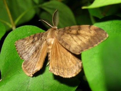 Gypsy Moth male - Crawley, Sussex 21-Aug-2023