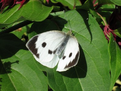 Large White - Crawley, Sussex 11-Sept-2024