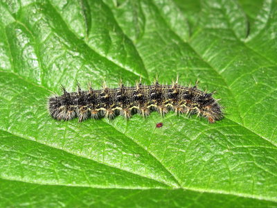 Painted Lady larva 5th instar - Crawley, Sussex 20-April-2018