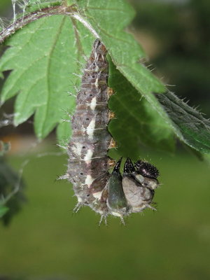 Red Admiral larva just prior to commencement of pupation, Caterham, Surrey 29-June-2011