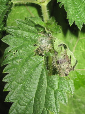 Painted Lady larval shelter (4th instar) on nettle - Lancing, Sussex 7-Sept-2019