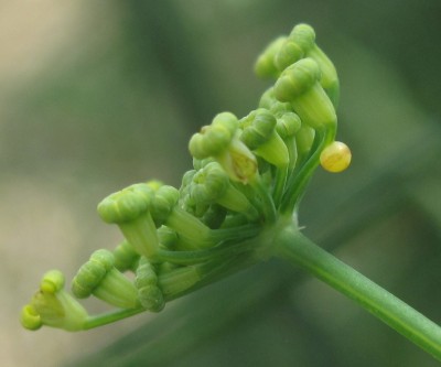 Swallowtail egg - Lancing, Sussex 9-July-2023