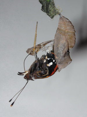 Red Admiral emerging - Crawley, Sussex 30-Apr-2017