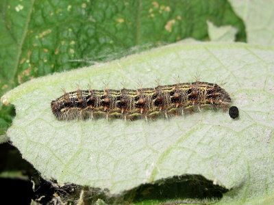 Painted Lady larva 5th instar (coloured form) - Lancing, Sussex 19-Sept-2019