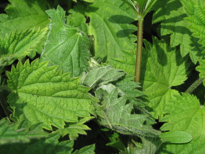 Red Admiral 5th instar larval tent - North Stoke, Sussex 6-Aril-2017