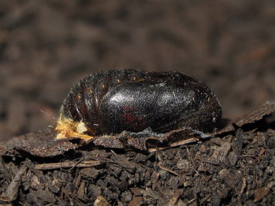 Brown Hairstrteak pupa (L1) 12-July-11 (1 day before hatching)