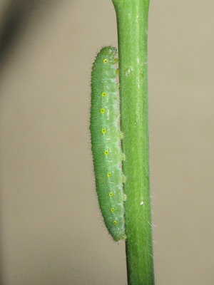 GVW fifth instar larva (fully grown) - Crawley, Sussex 29-May-2015