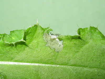Painted Lady larva (2nd instar feeding damage) - Lancing, Sussex 22-July-2019