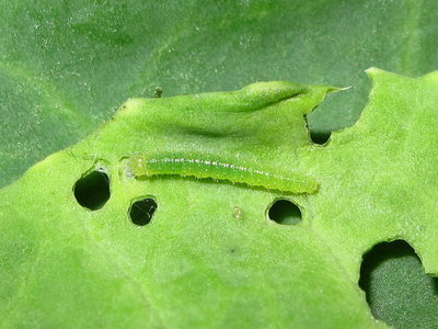 Small White larva (2nd instar) - Crawley, Sussex 17-Sept-2017