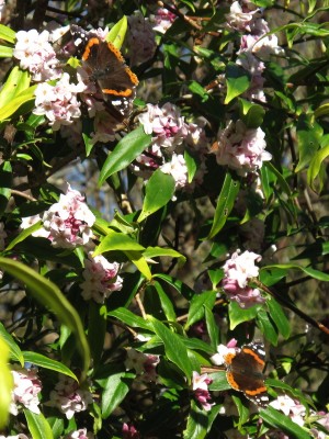 Red Admirals #2 and #3 - Crawley, Sussex 6-Feb-2023