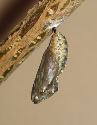 Painted Lady pupa (1 hour old) - Crawley, Sussex 24-April-2018