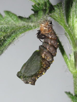 Red Admiral pupa (attaching cremaster) - Crawley, Sussex 14-Apr-2017