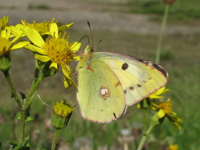 Clouded Yellow - Gatwick Airport 26-Sept-2018
