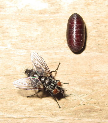 Parasitic Tachinid fly Compsilura concinnata - Crawley, Sussex 7-May-2019