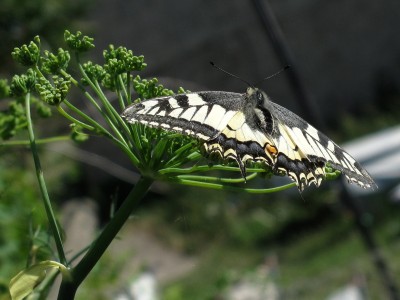Swallowtail - Lancing, Sussex 7-July-2023