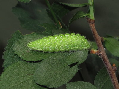 Brown Hairstreak larva (L1) at 55 days now 20mm long