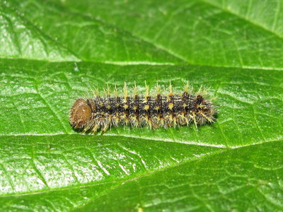 Painted Lady larva 5th instar (freshly emerged) - Crawley, Sussex 19-April-2018