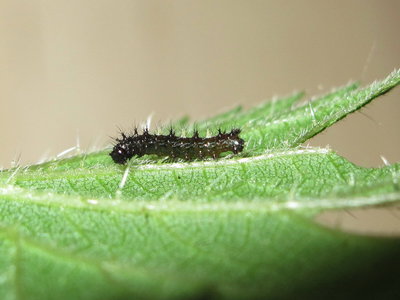 Comma larva 2nd instar - Caterham, Surrey 16-August-2012