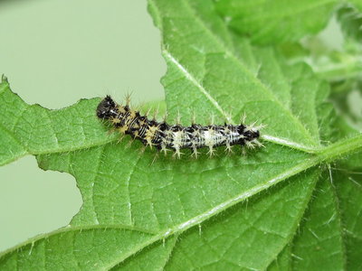 Comma larva 4th instar - Caterham, Surrey 21-August-2012