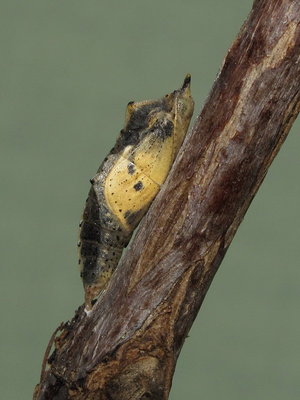 Small White pupa (2 hours before emergence) 6-May-2011