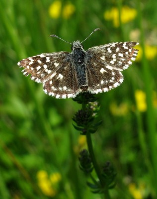 Grizzled Skipper - Mill Hill, Sussex 27-May-2023