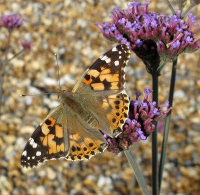Painted Lady - Lancing, Sussex 31-Oct-2023