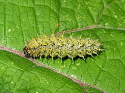 Red Admiral 5th instar larva - Lancing, Sussex 6-Sept-2019 (L18 )