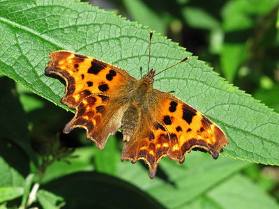 Comma (reared and released) - Caterham, Surrey 4-Oct-2012