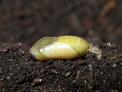 Common Blue pupa (3 days before emergence) 11-June-2012