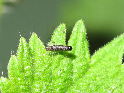 Red Admiral larva (failed to moult to 2nd instar) 17-April-2018