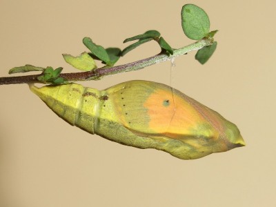 Clouded Yellow pupa (4 mins before emergence, abdominal segments distended) - Crawley, Sussex 24-Oct-2020