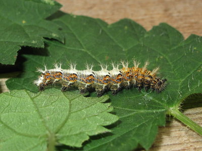 Comma larva (pale form) 5th instar - Caterham, Surrey 24-July-2103