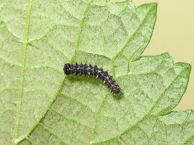 Red Admiral 3rd instar larva - Crawley, Sussex 12-Feb-2017