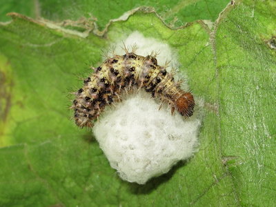 Painted lady larva 5th instar (parasitised) - Lancing, Sussex 4-Sept-2019