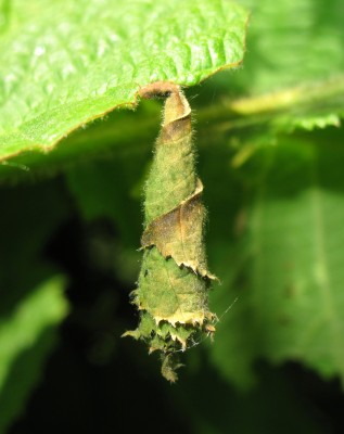 Hazel-leaf roller beetle larval shelter - Gatwick, Sussex 4-June-2023